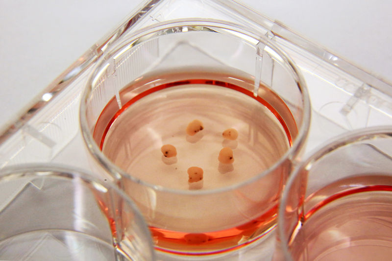 Учёные продержали мозг свиньи в живом состоянии 36 часов после обезглавливания - 3